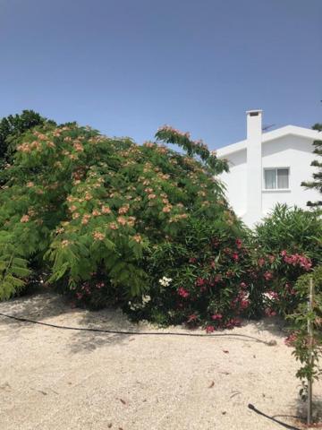 Villa Olivia, קורל ביי מראה חיצוני תמונה